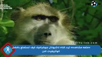 «متعة مشاهدة» تردد قناة ناشيونال جيوغرافيك كيف تستمتع بأفضل الوثائقيات الآن